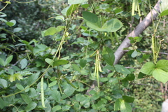 Teramnus labialis